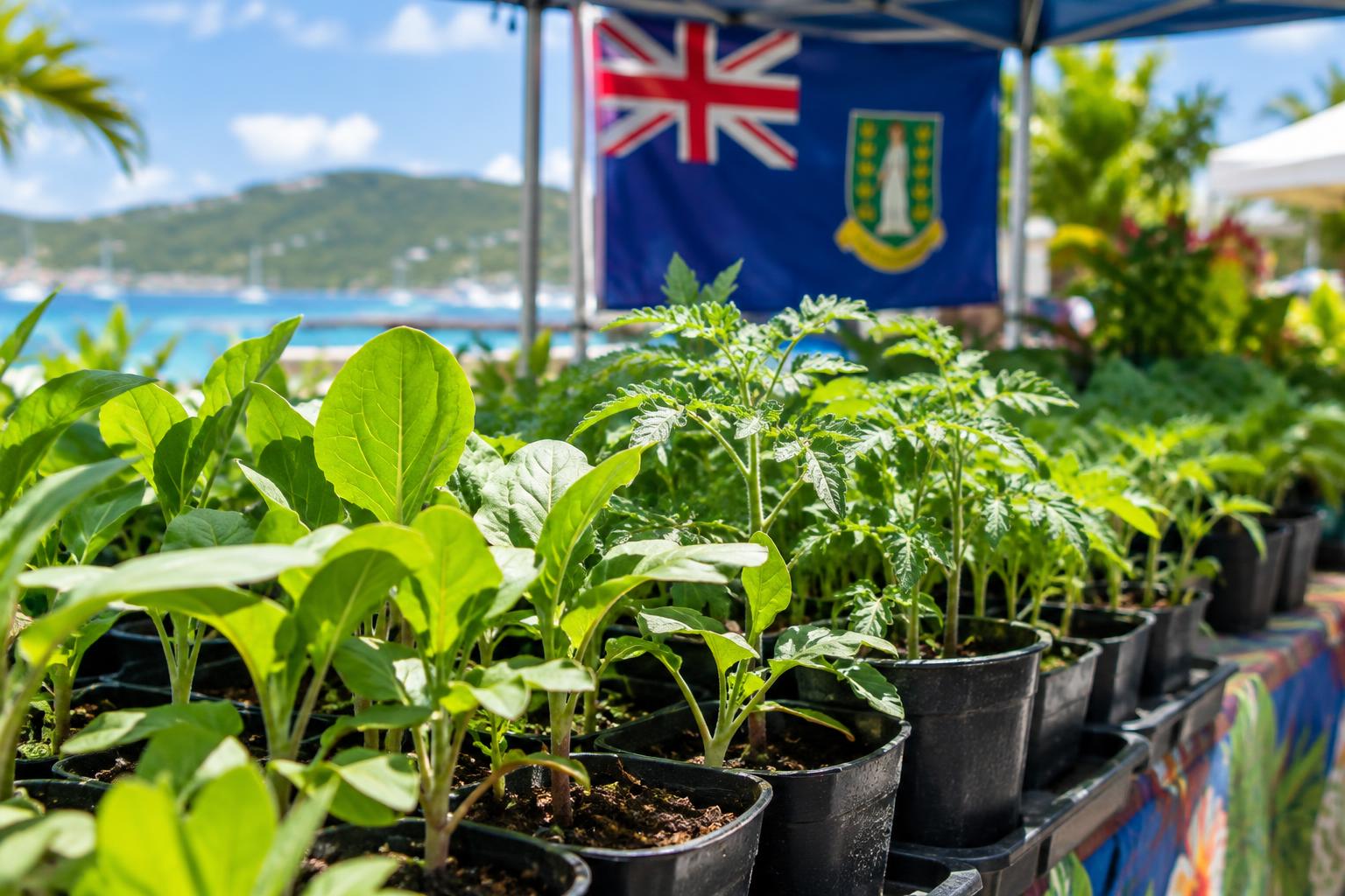Rows of young seedling plants in pots at a community market stall, with the British Virgin Islands flag visible in the background, bright natural lighting, vibrant green foliage, cinematic depth of field.