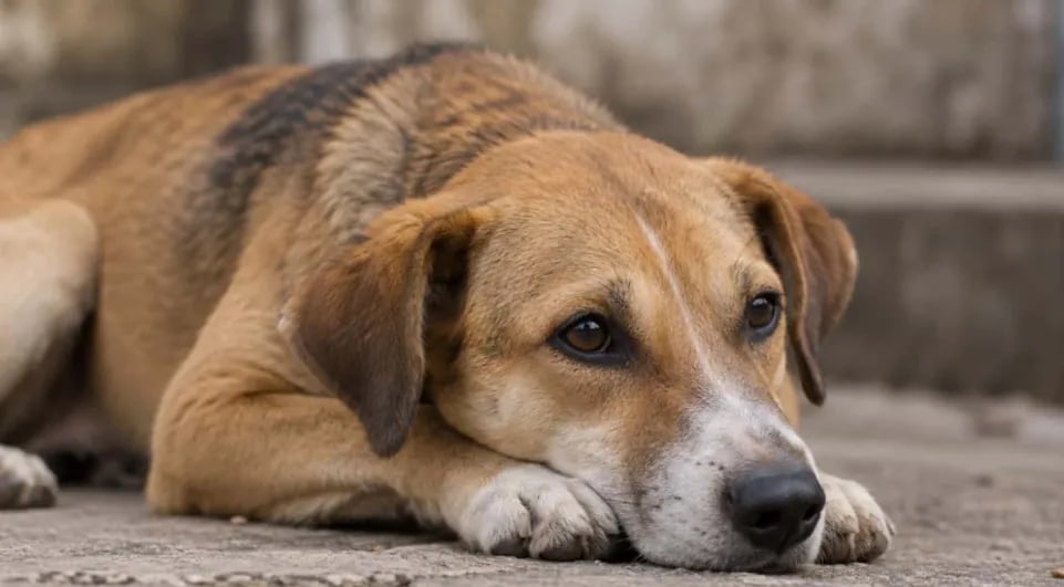 TTPS investigates alleged animal cruelty in Talparo and San Rafael