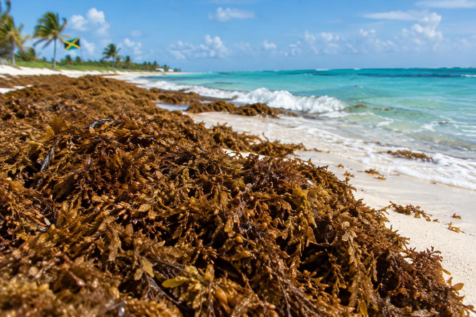 Thick mats of brown sargassum seaweed washed up on a Caribbean shoreline, with turquoise water and white sand visible, a tropical flag in the background