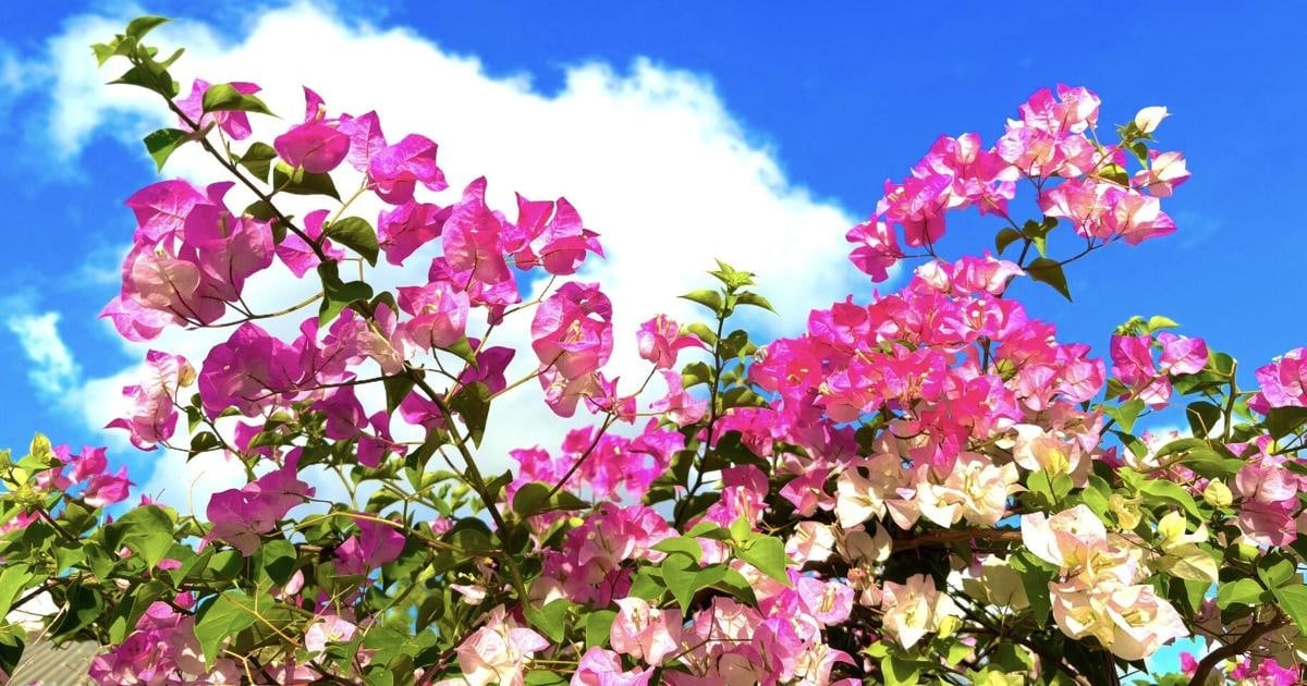 Bougainvillea arrival